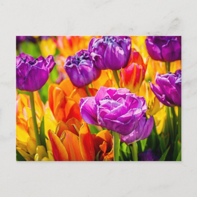 Carte Postale Tulipes Envoûtantes 12a (Devant)