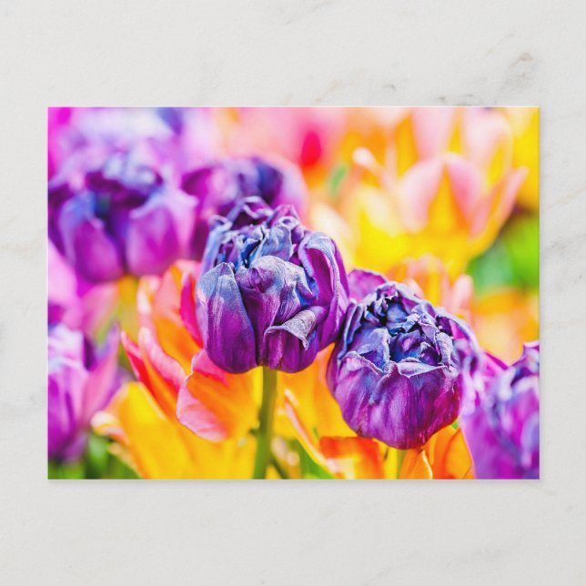 Carte Postale Tulipes Envoûtantes 14 (Devant)