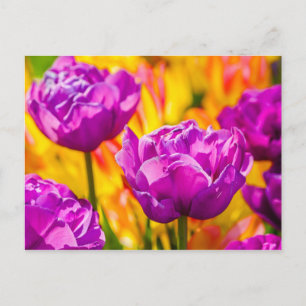 Carte Postale Tulipes Envoûtantes Violettes