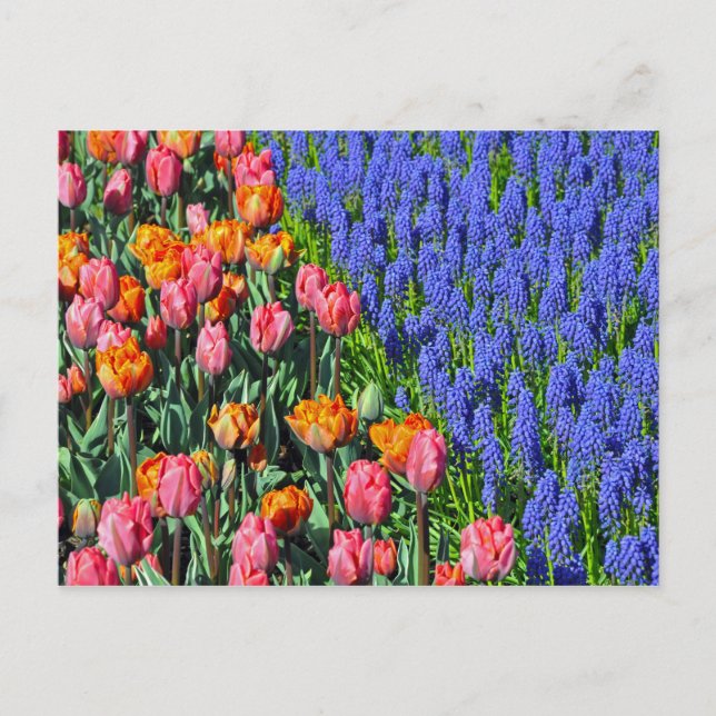 Carte Postale Tulipes et fleurs de muscari (Devant)