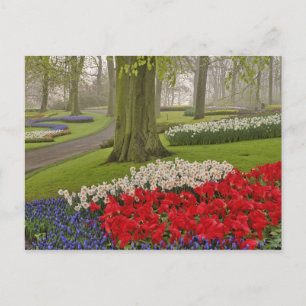 Carte Postale Tulipes et jonquilles, Jardins de Keukenhof,