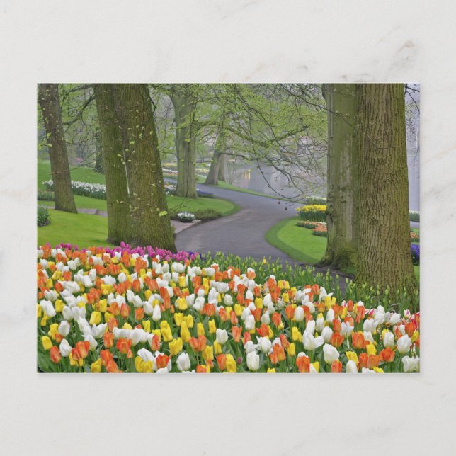 Carte Postale Tulipes et route, Keukenhof Gardens, Lisse, (Devant)