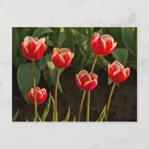 Carte Postale Tulipes, Festival des Tulipes, Woodburn, Oregon, É