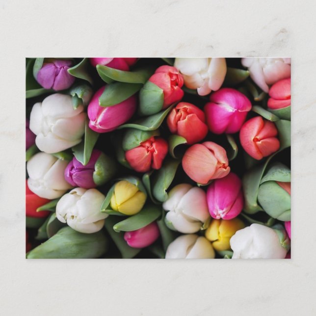 Carte Postale Tulipes Fleurs colorées Printemps de Pâques (Devant)
