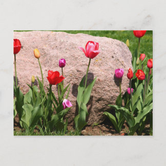 Carte Postale Tulipes florissantes