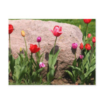 Tulipes florissantes