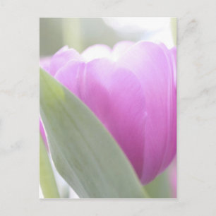 Carte Postale Tulipes, Jardins de Keukenhoff, Pays-Bas. 2