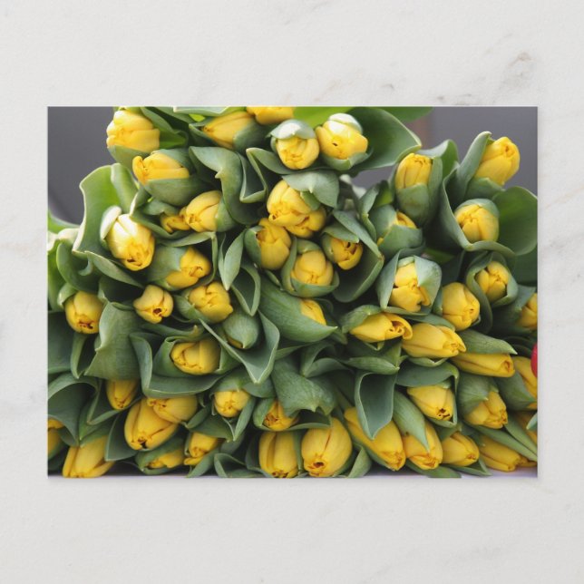 Carte Postale tulipes jaunes (Devant)