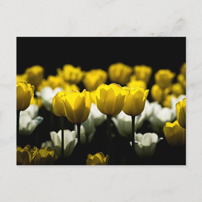 Carte Postale Tulipes Jaunes Et Blancs (Devant)