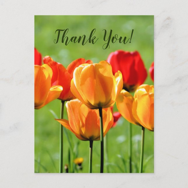 Carte Postale Tulipes jaunes et rouges (Devant)