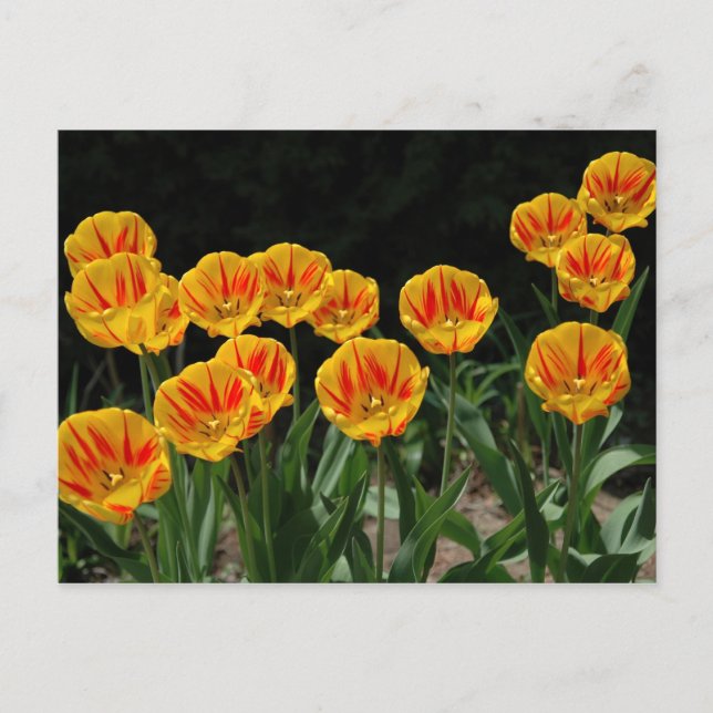 Carte Postale Tulipes jaunes et rouges (Devant)