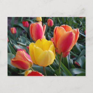 Carte Postale Tulipes jaunes et rouges Photo florale