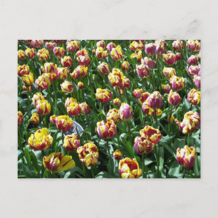 Carte Postale Tulipes jaunes et violettes