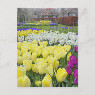 Carte Postale Tulipes, jonquilles et fleurs de muscari