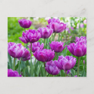 Carte Postale Tulipes lilas vives par une journée ensoleillée