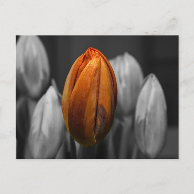 Carte postale Tulipes mixtes (Devant)