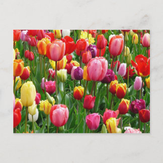 Carte Postale Tulipes multicolores
