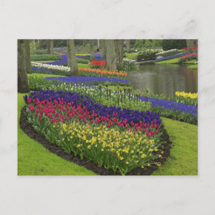 Carte Postale Tulipes, Muscari, et jonquilles,