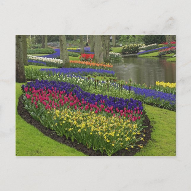 Carte Postale Tulipes, Muscari, et jonquilles, (Devant)