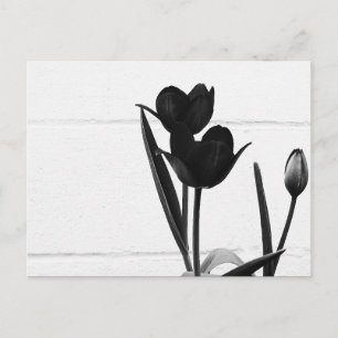 Carte Postale Tulipes noires  