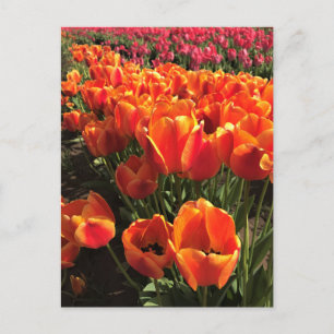 Carte Postale Tulipes orange et rouge