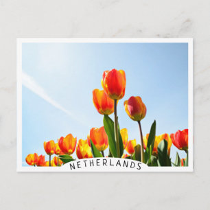 Carte Postale Tulipes orange et rouge du dessous