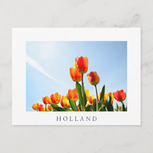 Carte Postale Tulipes orange et rouge du dessous