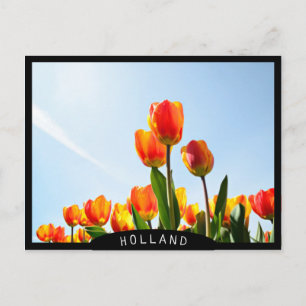 Carte Postale Tulipes orange et rouge du dessous