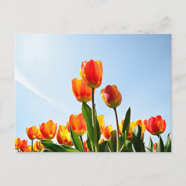 Carte Postale Tulipes orange et rouge du dessous (Devant)