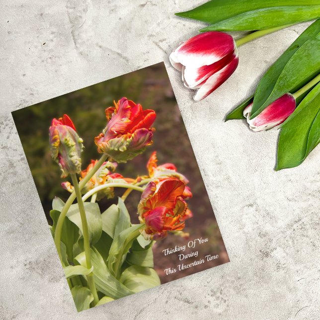 Carte Postale Tulipes Orange Perroquet Pensée Pour Vous (Créateur téléchargé)