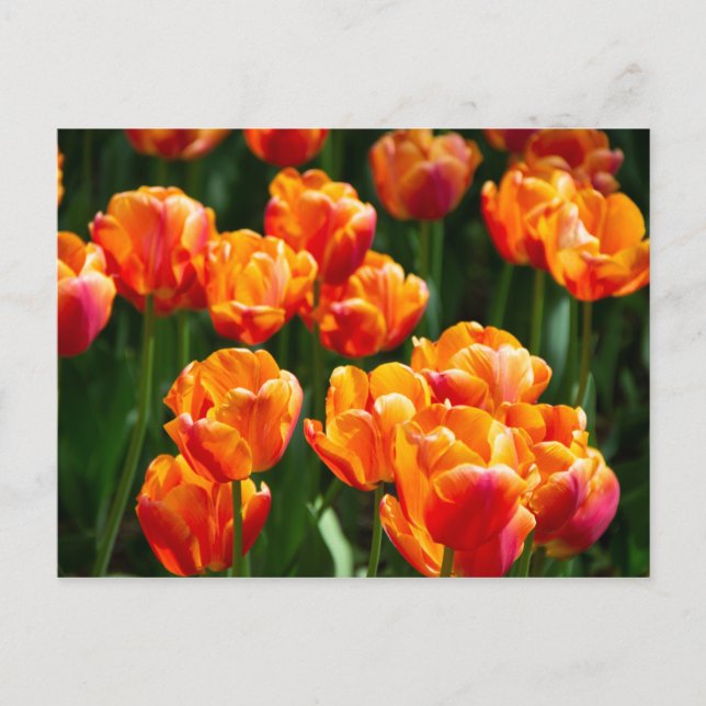 Carte Postale Tulipes orange vif dans le parc  (Devant)