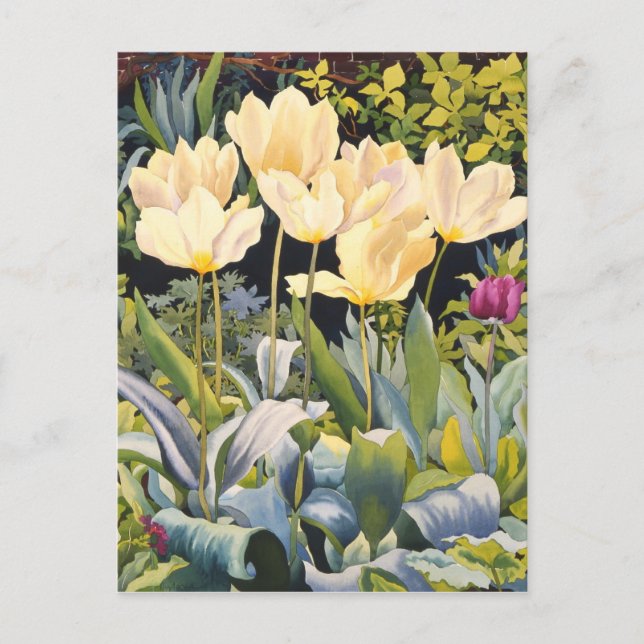 Carte Postale Tulipes pâles (Devant)