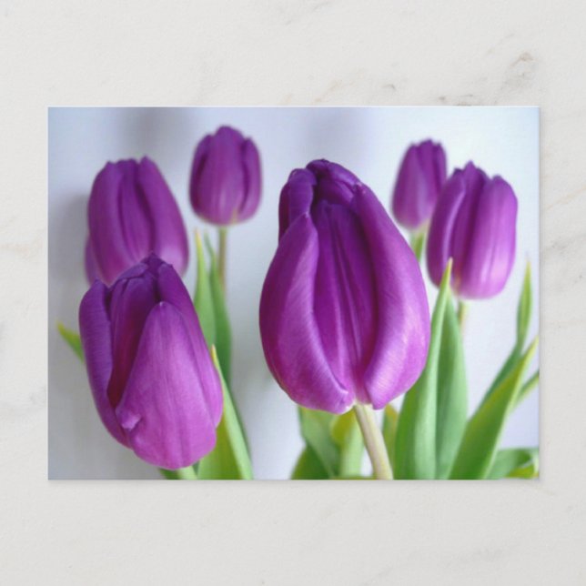 Carte Postale Tulipes pourpres (Devant)