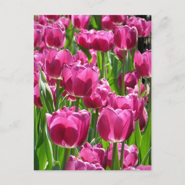 Carte Postale Tulipes pourpres (Devant)