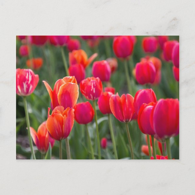 Carte Postale Tulipes printanières à Edmonton (Devant)