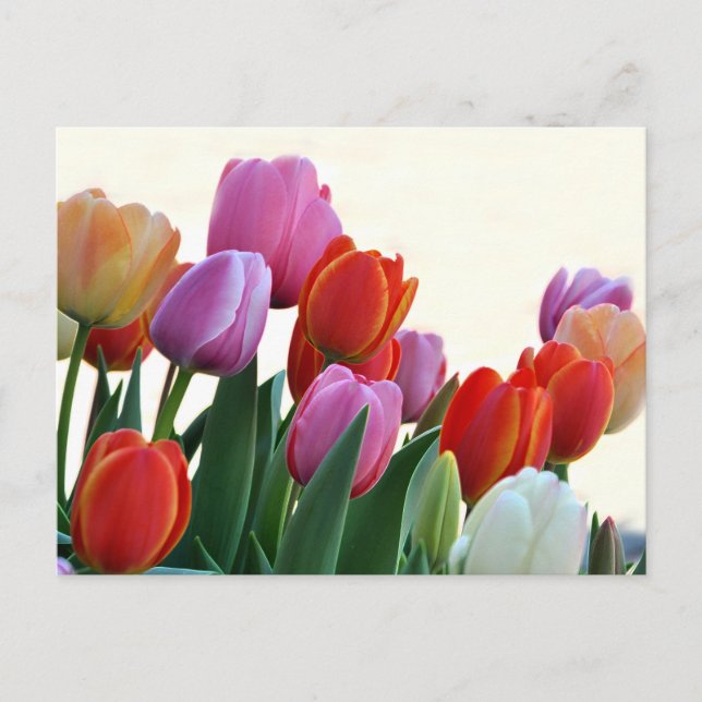 Carte Postale Tulipes printanières colorées (Devant)