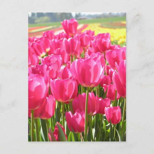 Carte Postale Tulipes printanières en Oregon (Devant)