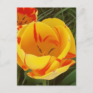 Carte postale Tulipes Printemps