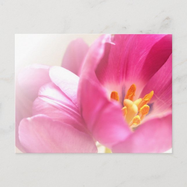 Carte postale Tulipes Printemps (Devant)