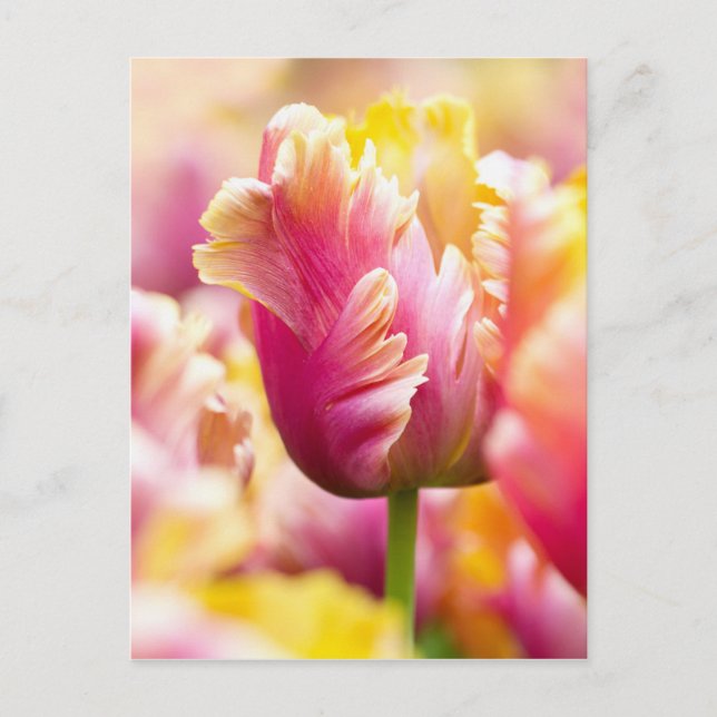 Carte Postale Tulipes proches (Devant)