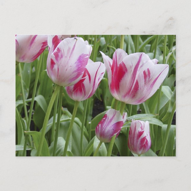 Carte Postale Tulipes rayées de menthe poivrée (Devant)
