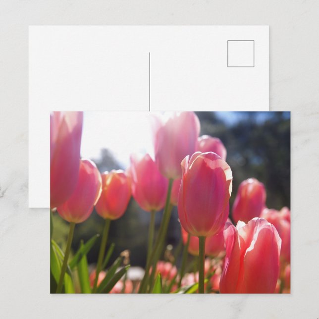 Carte Postale Tulipes roses (Devant / Derrière)