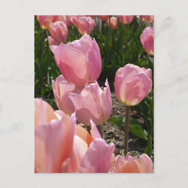 Carte Postale Tulipes roses (Devant)