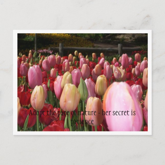 Carte Postale tulipes roses (Devant)