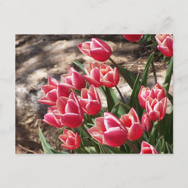 Carte Postale Tulipes roses (Devant)