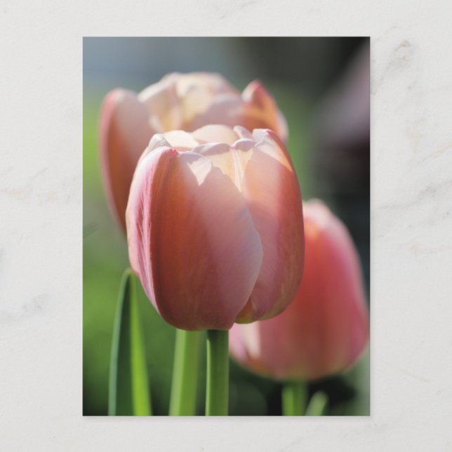 Carte Postale Tulipes roses (Devant)