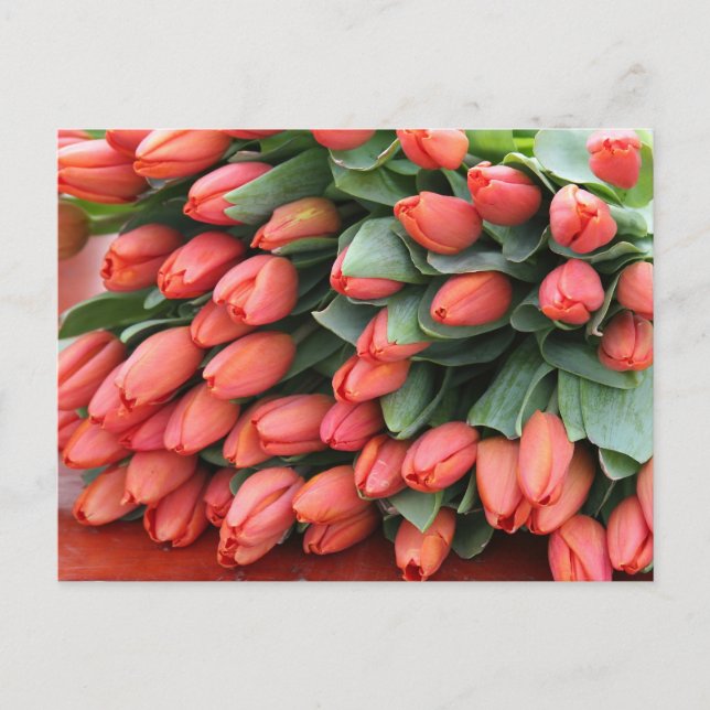 Carte Postale tulipes roses (Devant)