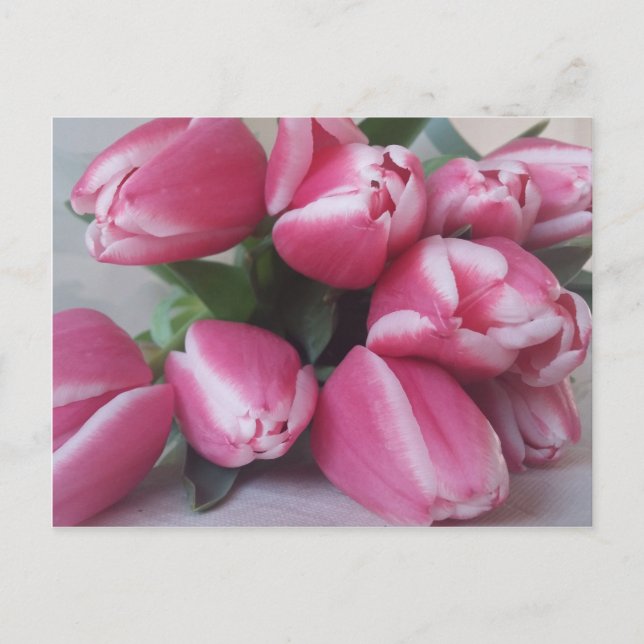 Carte Postale Tulipes roses (Devant)