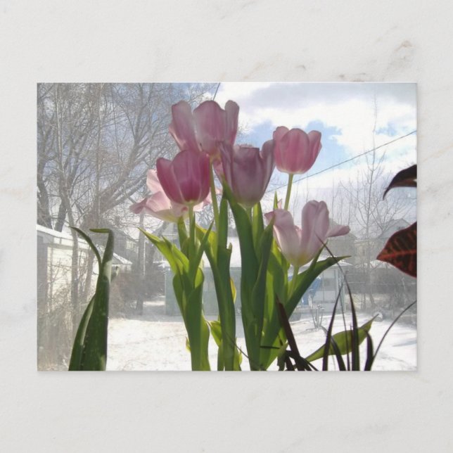 Carte Postale Tulipes Roses Au Soleil D'Hiver (Devant)