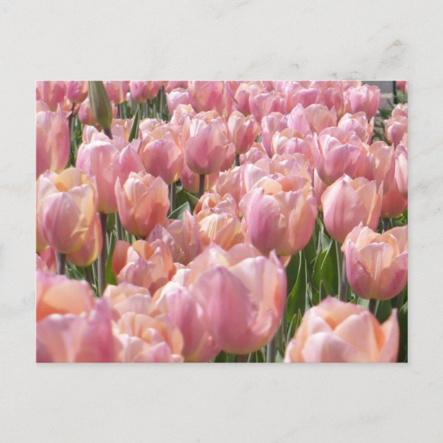 Carte Postale Tulipes roses baisées au soleil (Devant)